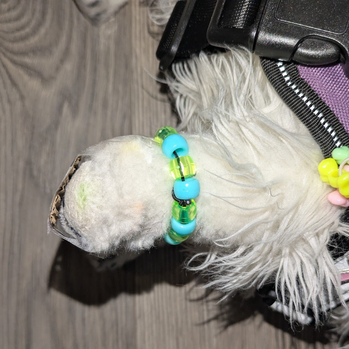 Close-up of a dog's paw with colorful beaded anklets on a wooden floor.